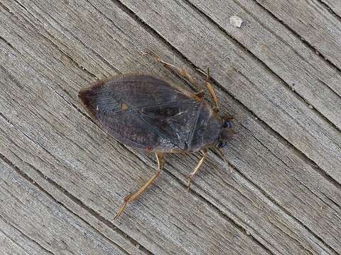 Image of giant water bug