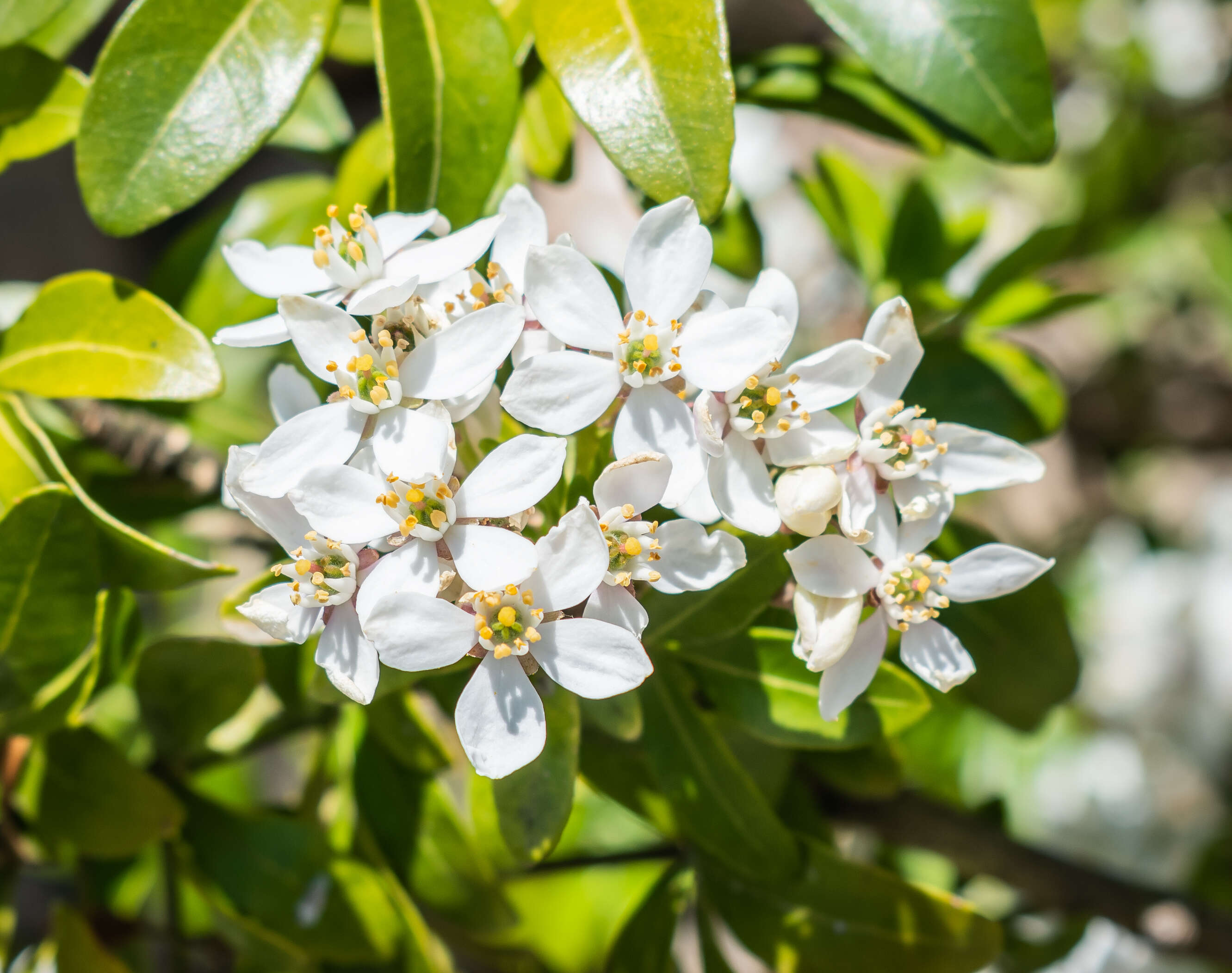 Image of Mexican Orange Blossom