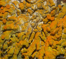 Image of Muellerella lichenicola