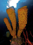 Image of Yellow tube sponge