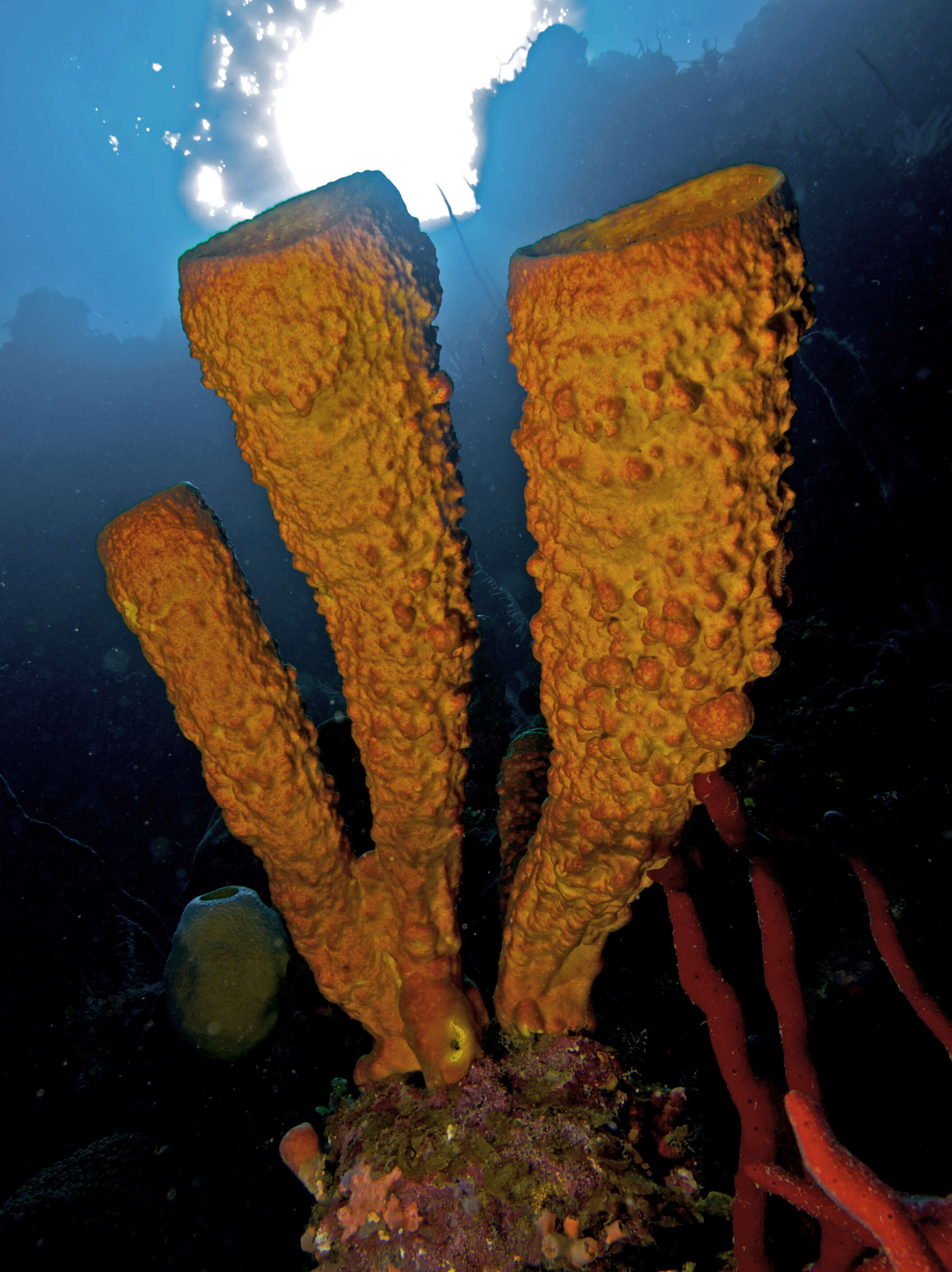 Image of Yellow tube sponge