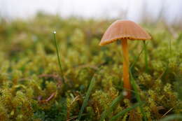 Image of Galerina graminea (Velen.) Kühner 1935