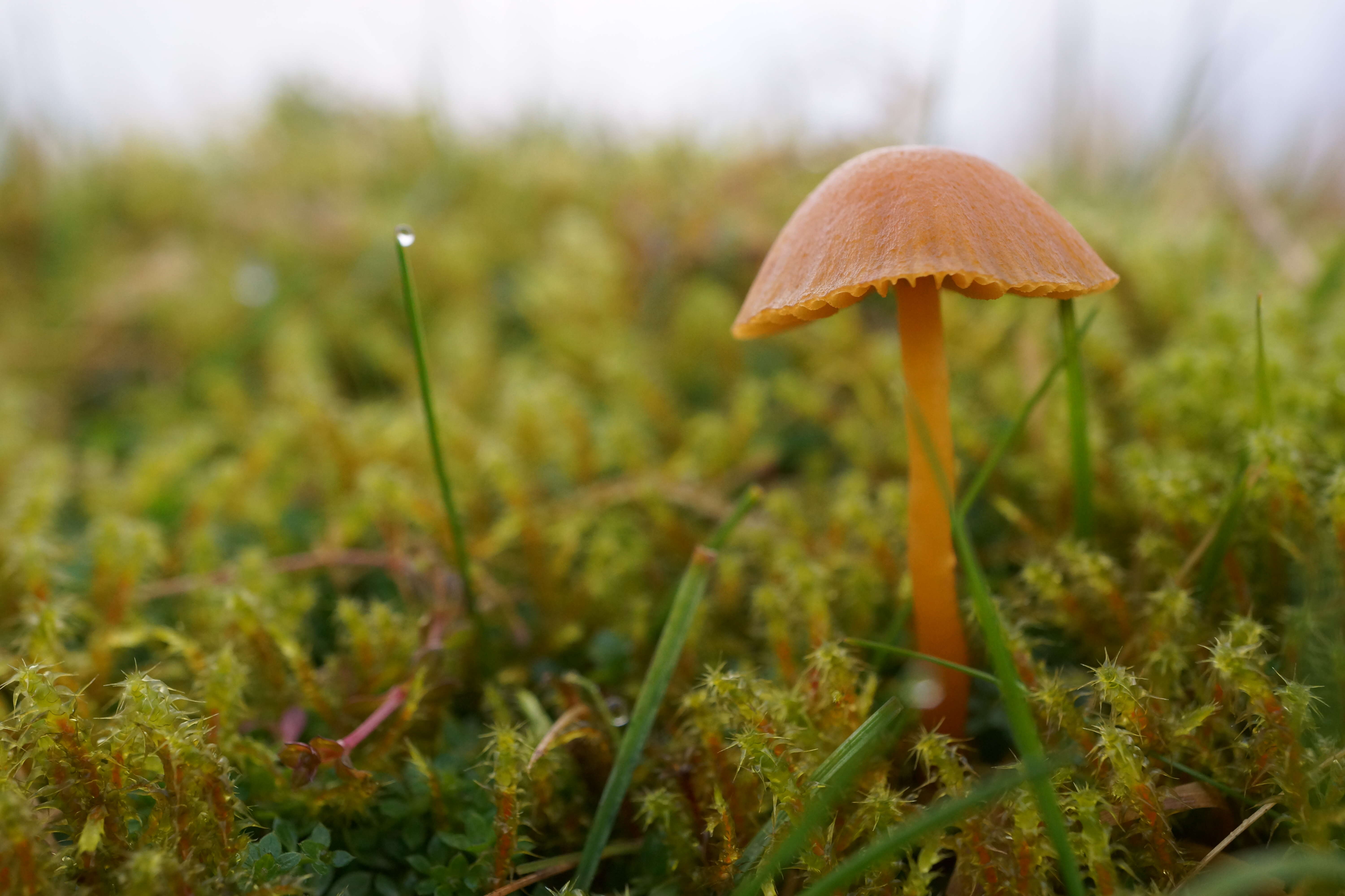 Imagem de Galerina graminea (Velen.) Kühner 1935