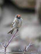 Image of Fire-fronted Serin