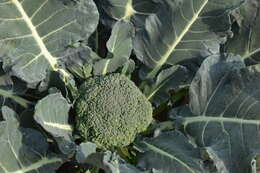 Image of sprouting broccoli