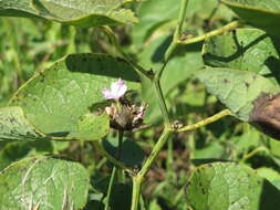 Image of Proliferous Pink