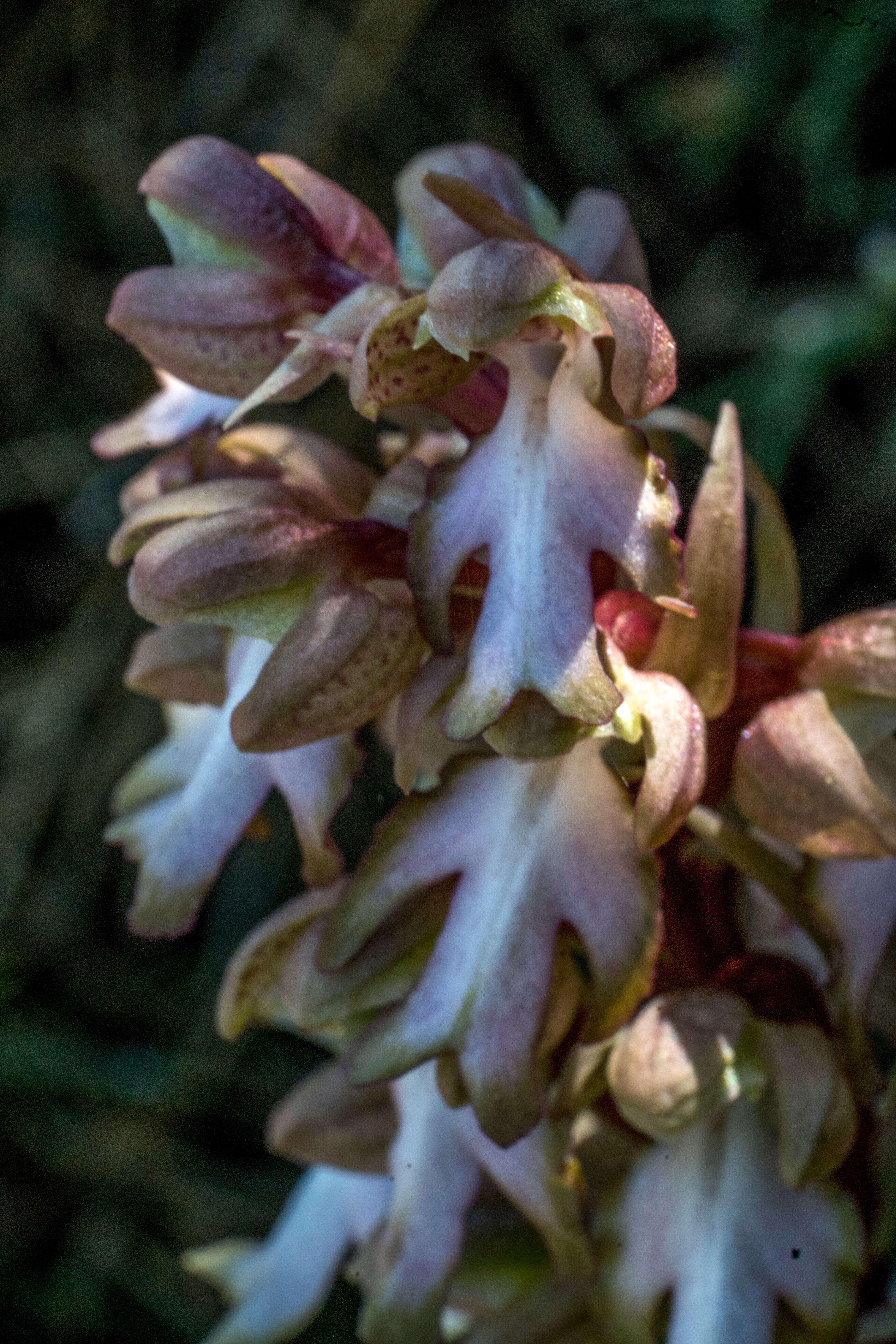 Image of Giant Orchid