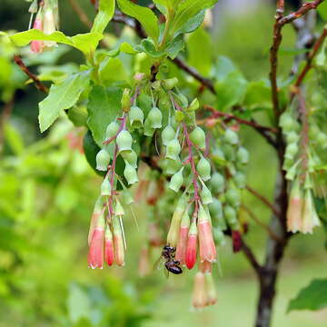 Image of Vaccinium cylindraceum Sm.