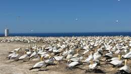 Image of Australasian Gannet