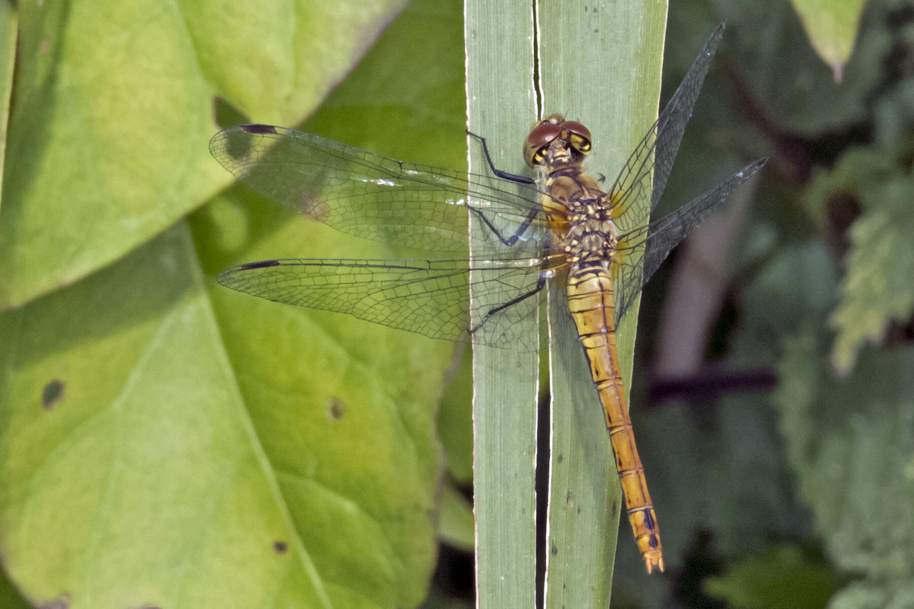 Image of Common Darter