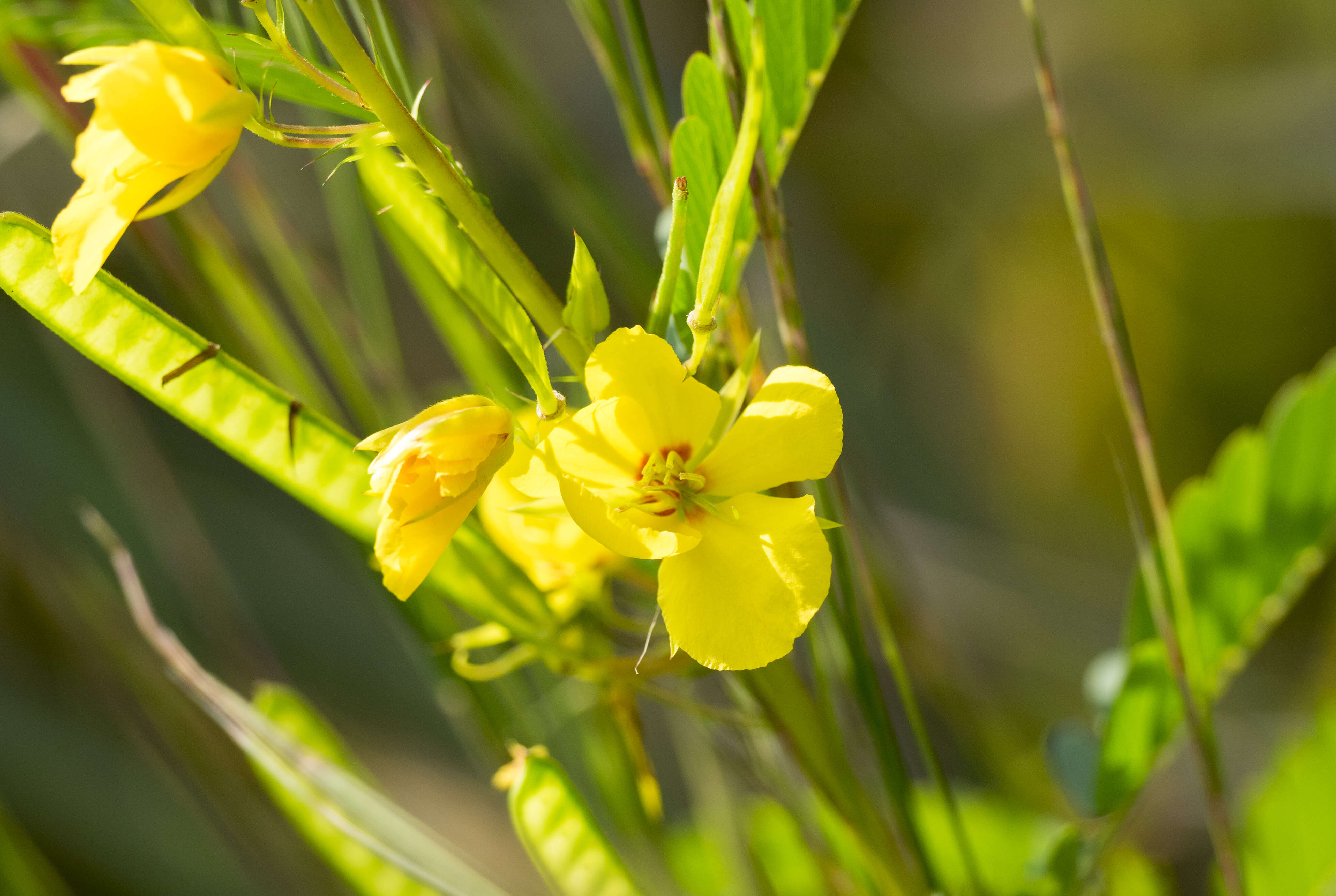 Image of partridge pea