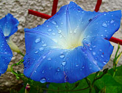 Image of whiteedge morning-glory