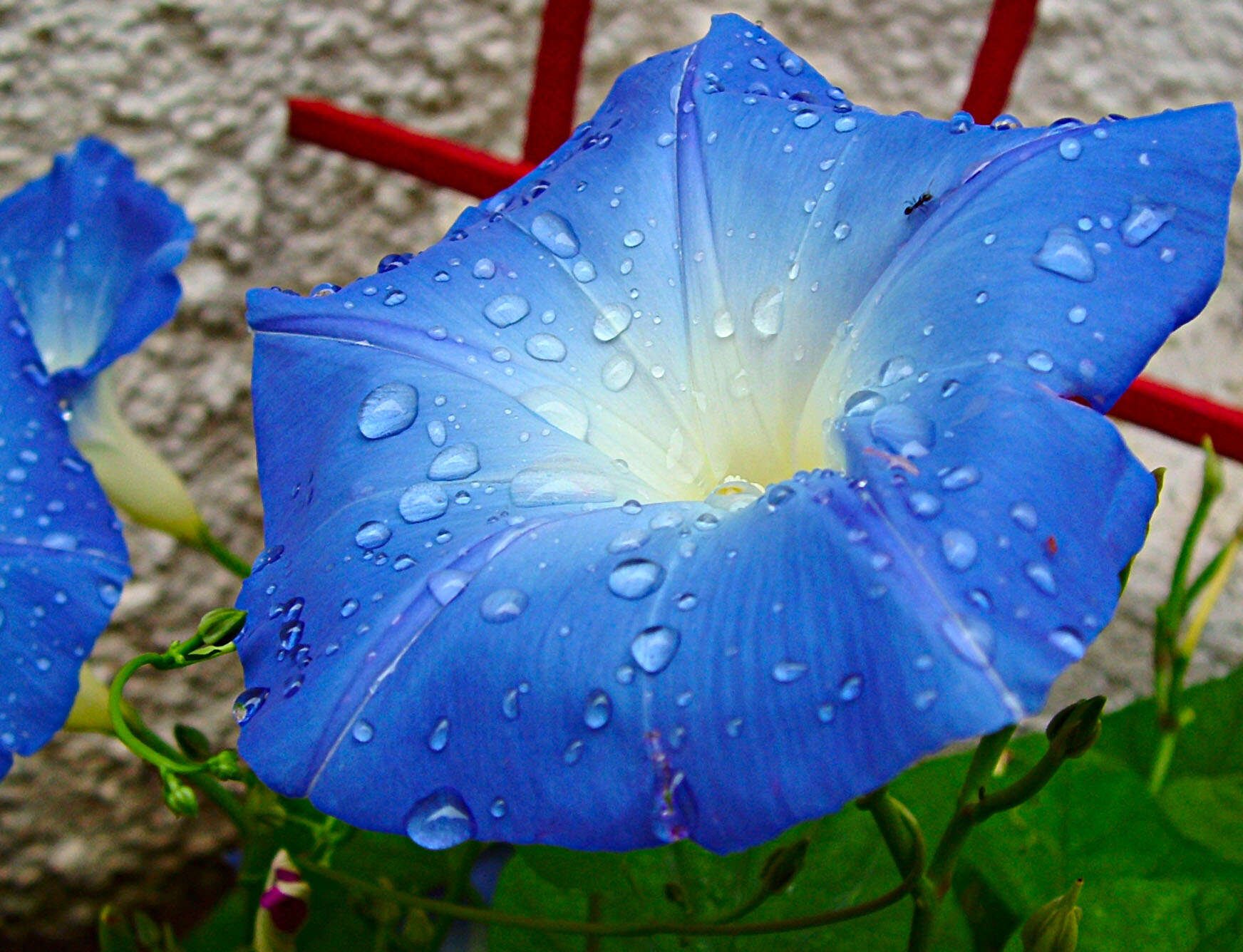 Image of whiteedge morning-glory