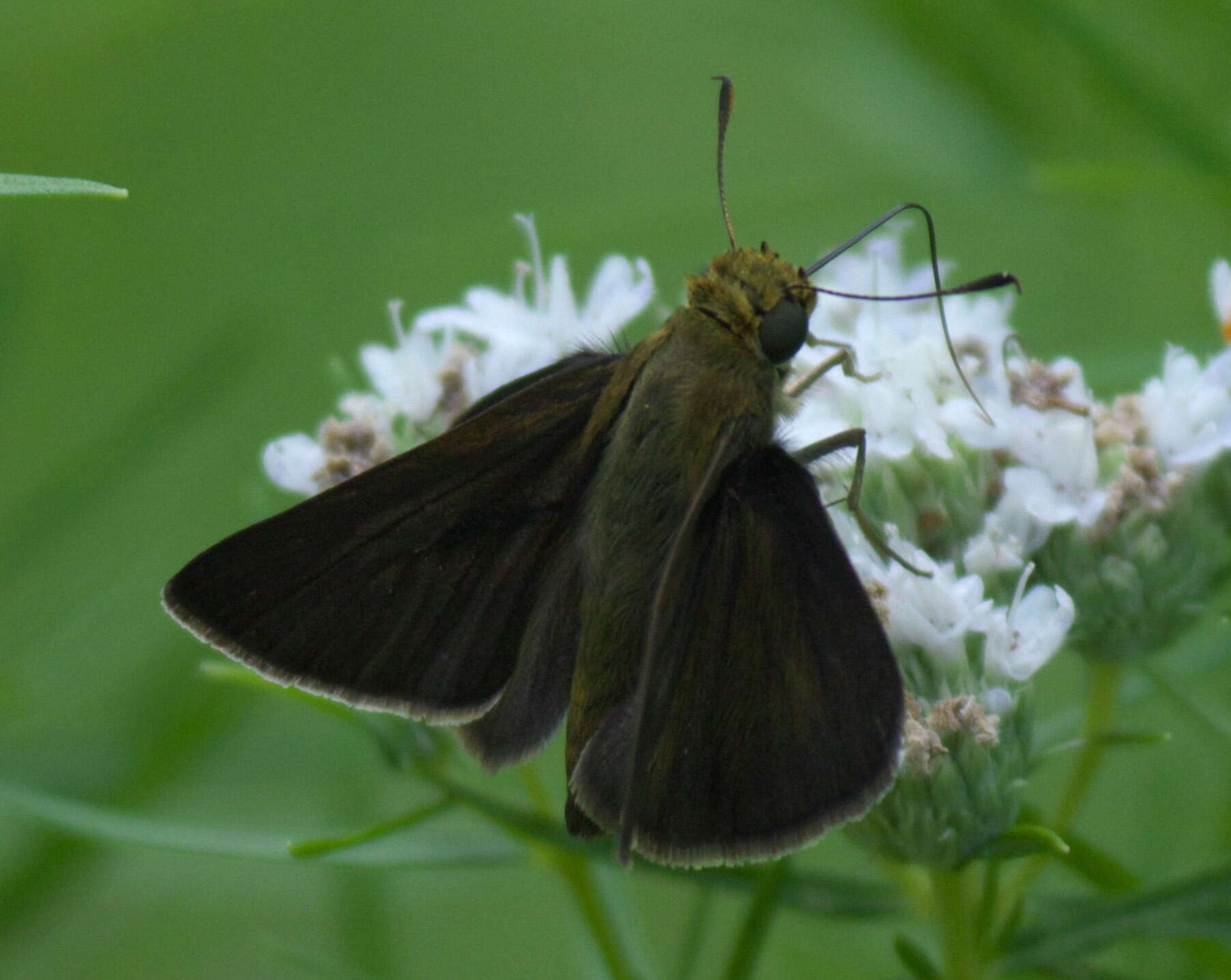 Image of Dun Sedge Skipper