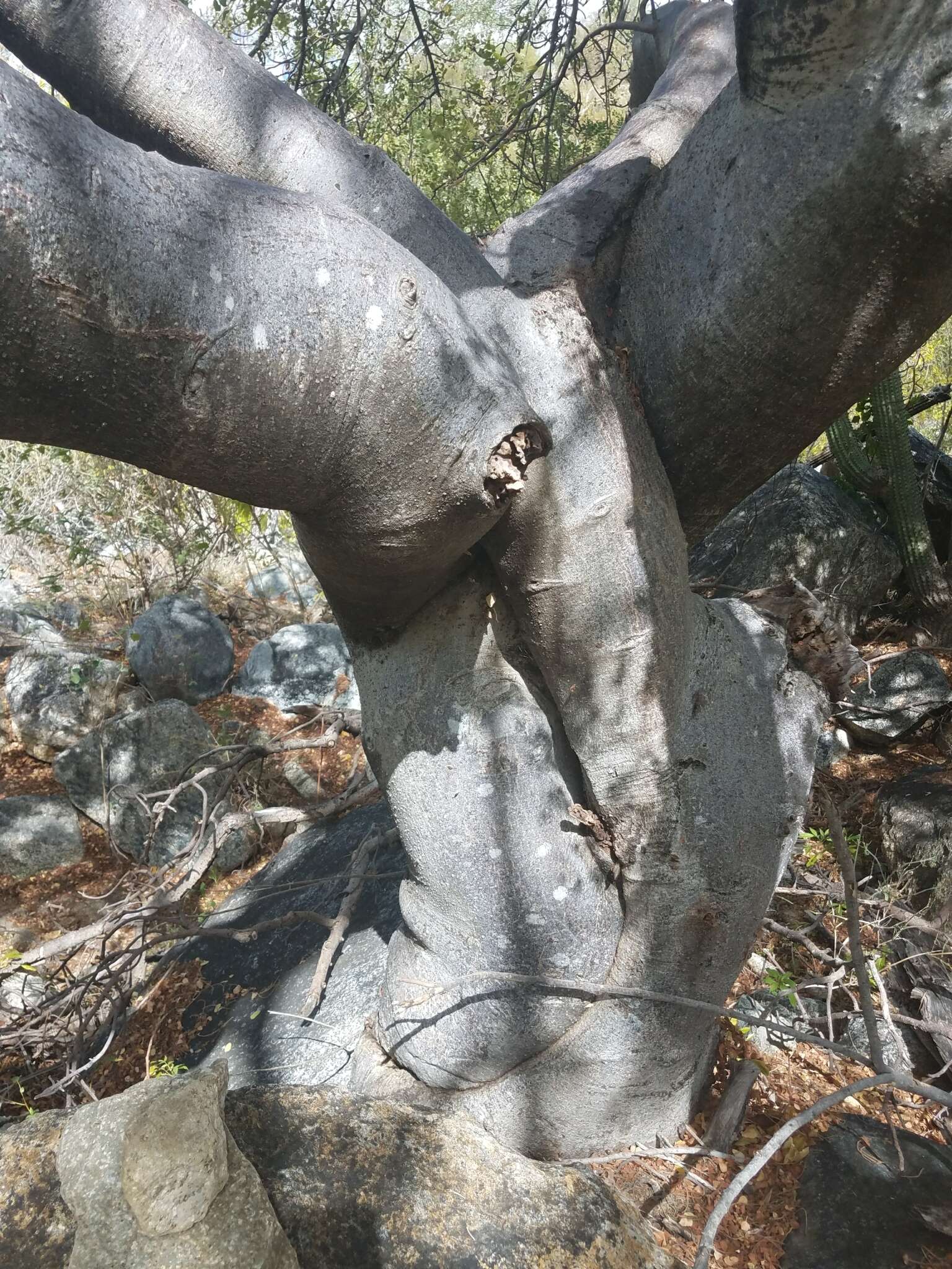 Image de Cyrtocarpa edulis (Brandeg.) Standl.