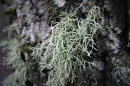 Image of farinose cartilage lichen