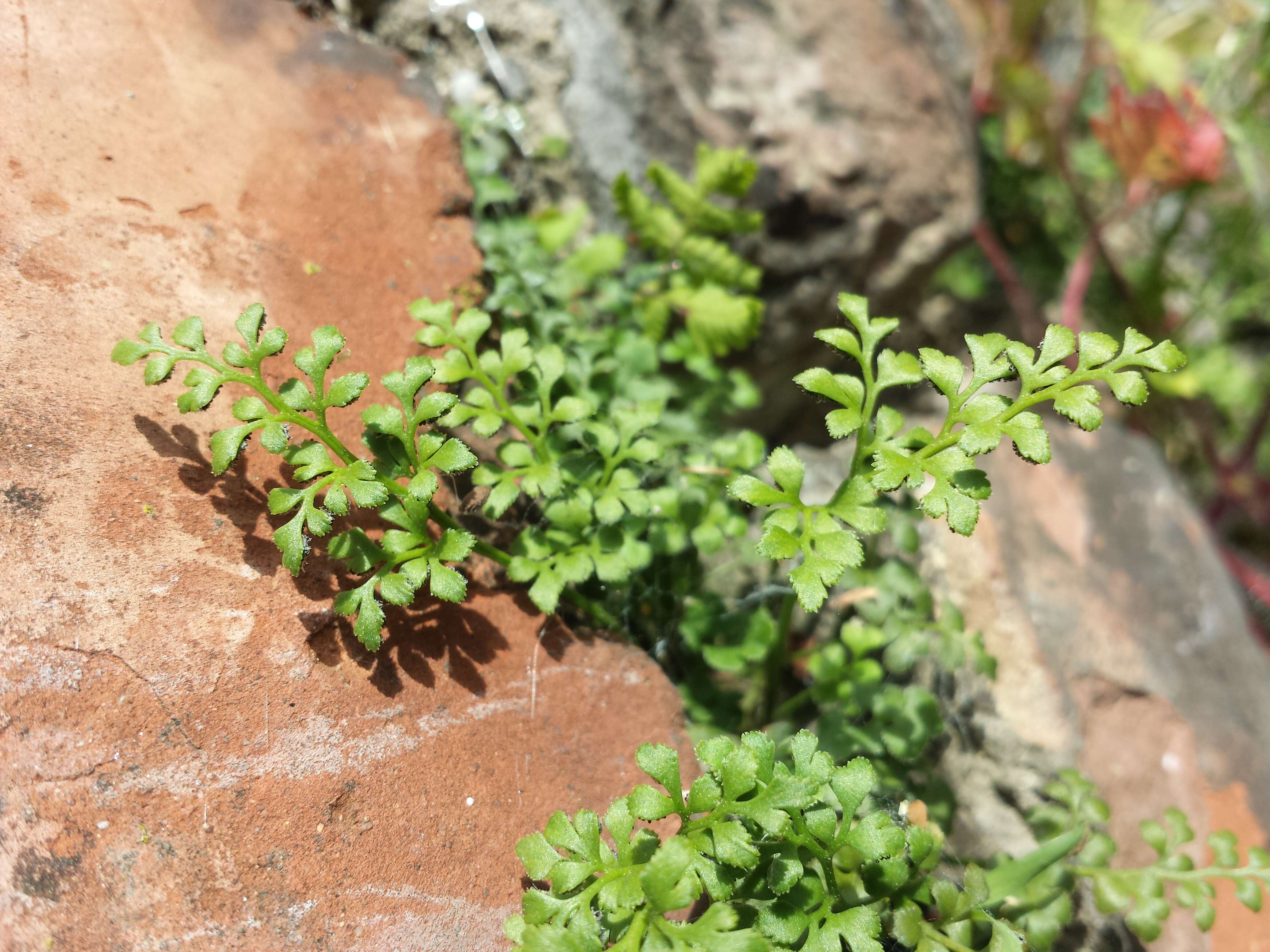 Image of Wall-rue