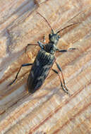 Image of Two-banded longhorn beetle