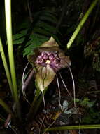Image of Tacca borneensis Ridl.