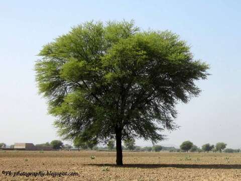 Plancia ëd Vachellia nilotica