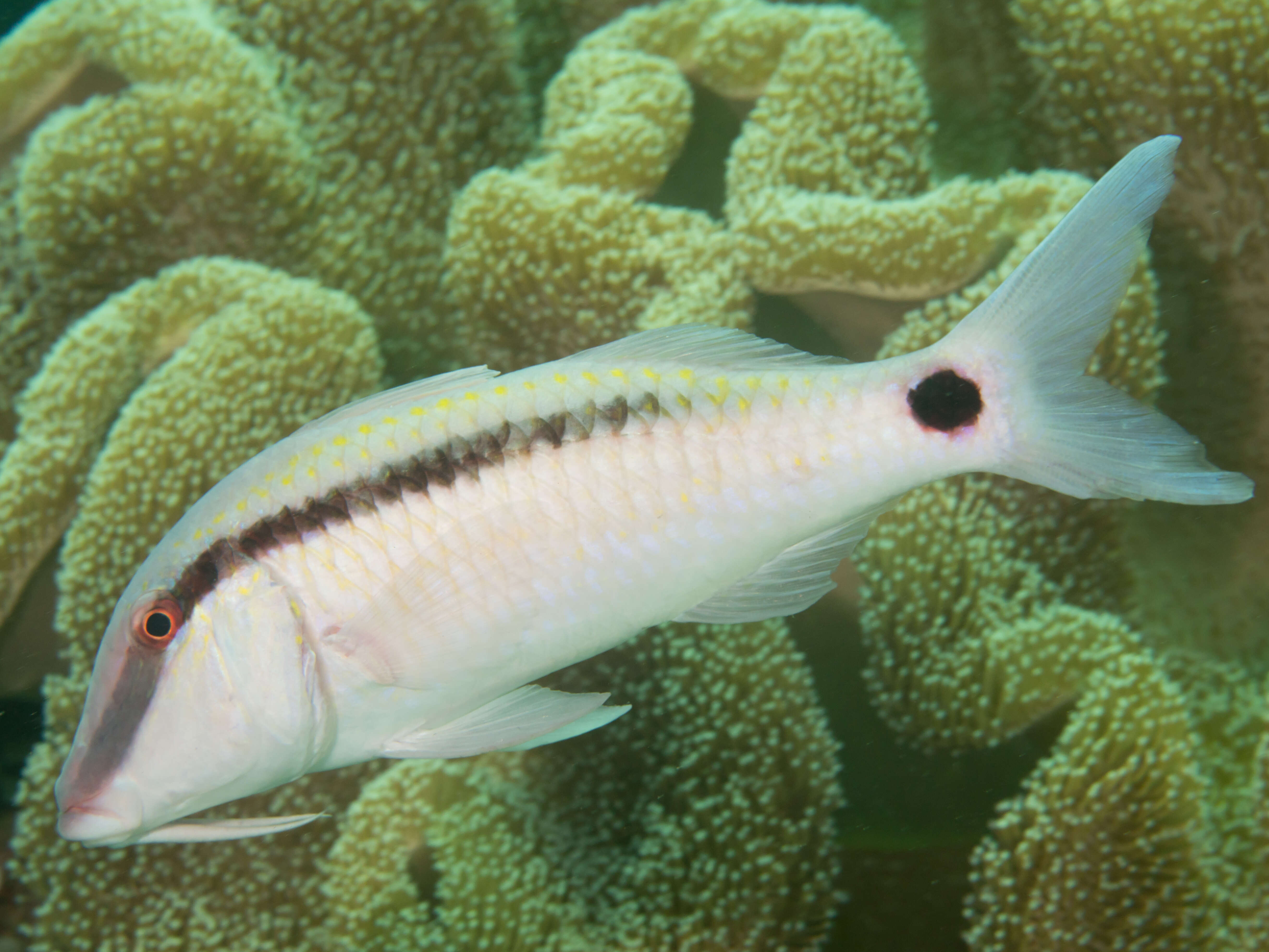 Image of dash-and-dot goatfish