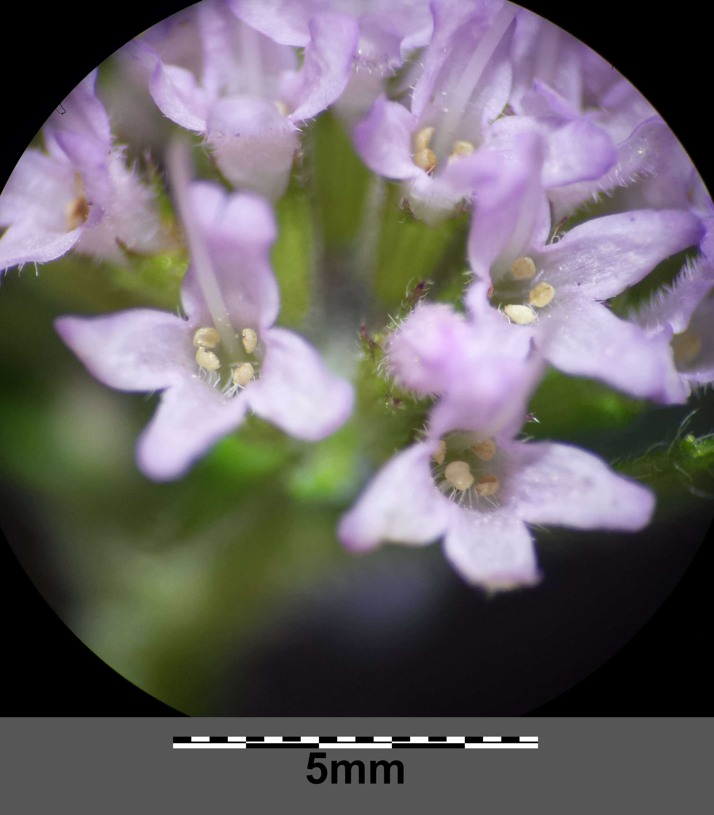 Image of Water Mint