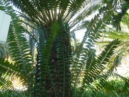 Image of Modjadji Cycad