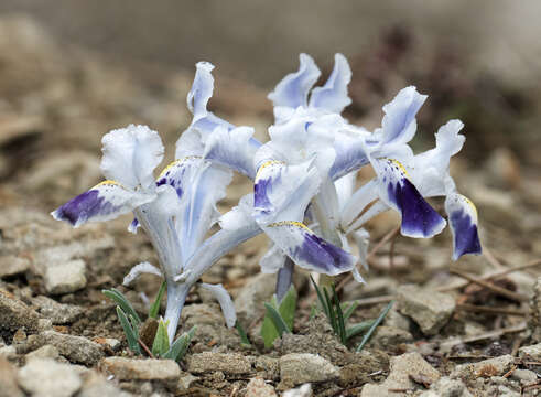 Слика од Iris stenophylla Hausskn. ex Baker