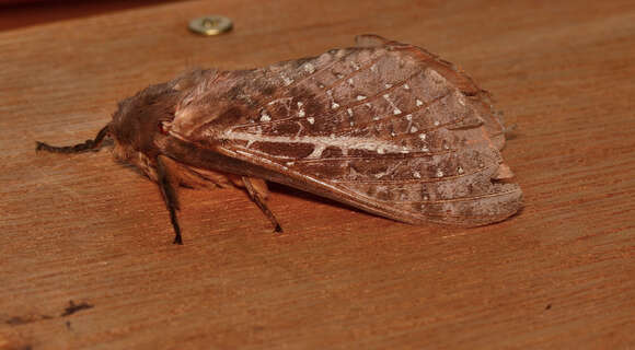 Image of Oxycanus australis Walker 1856