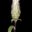 Image of Argyroglottis