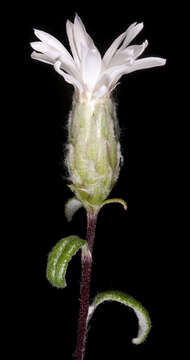 Image of Argyroglottis