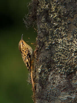 Image of Brown-throated Treecreeper