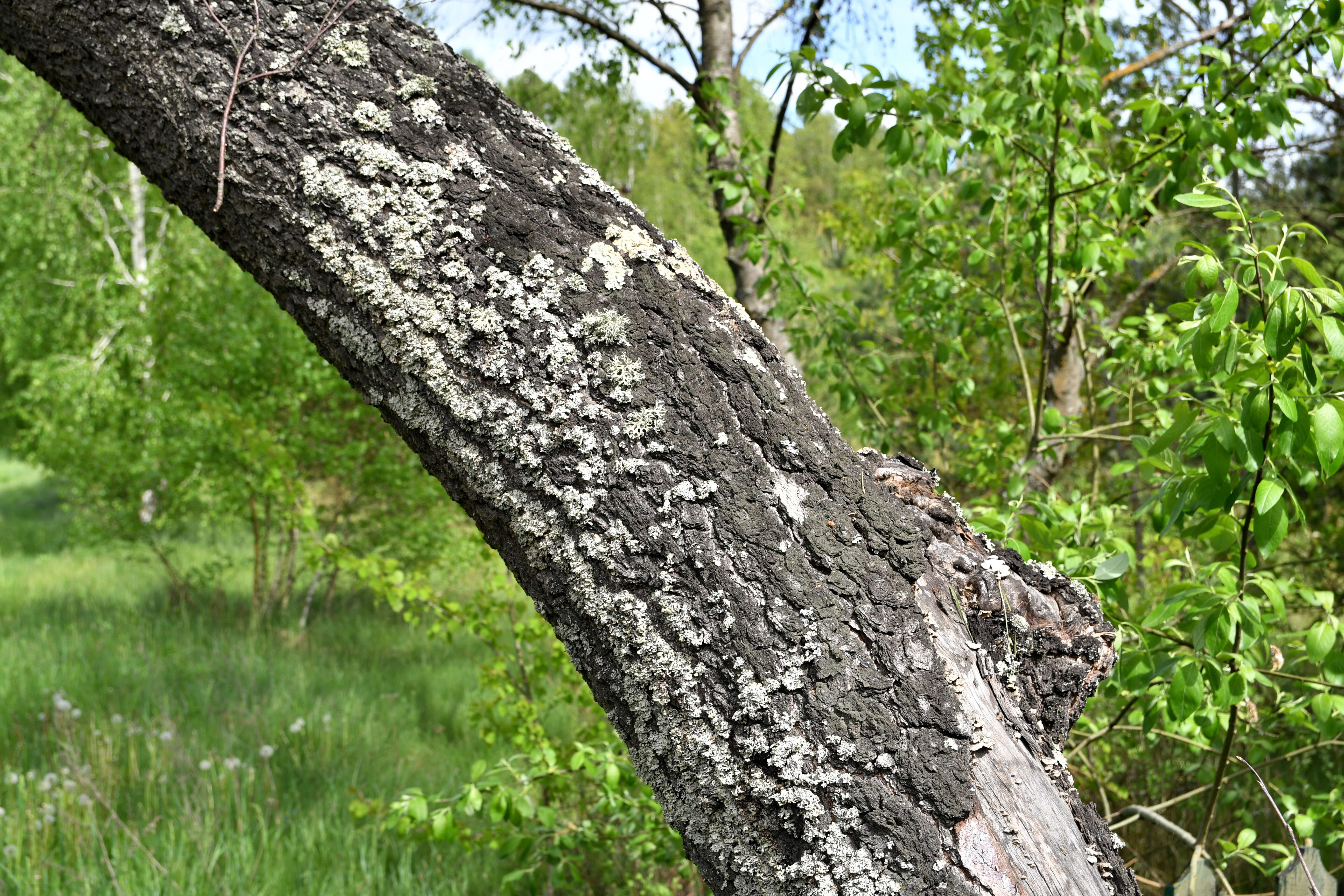 Image of Black Birch