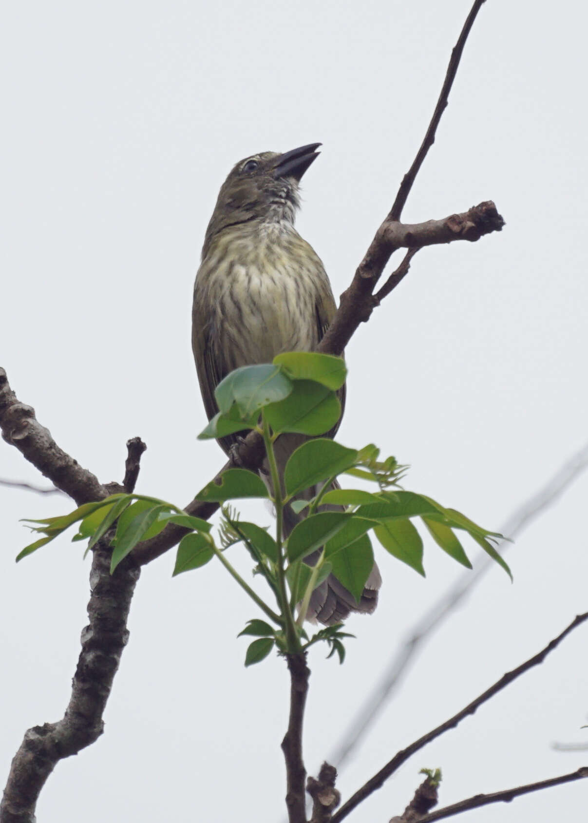 Image of Streaked Saltator