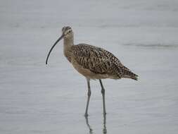 Image of Long-billed Curlew