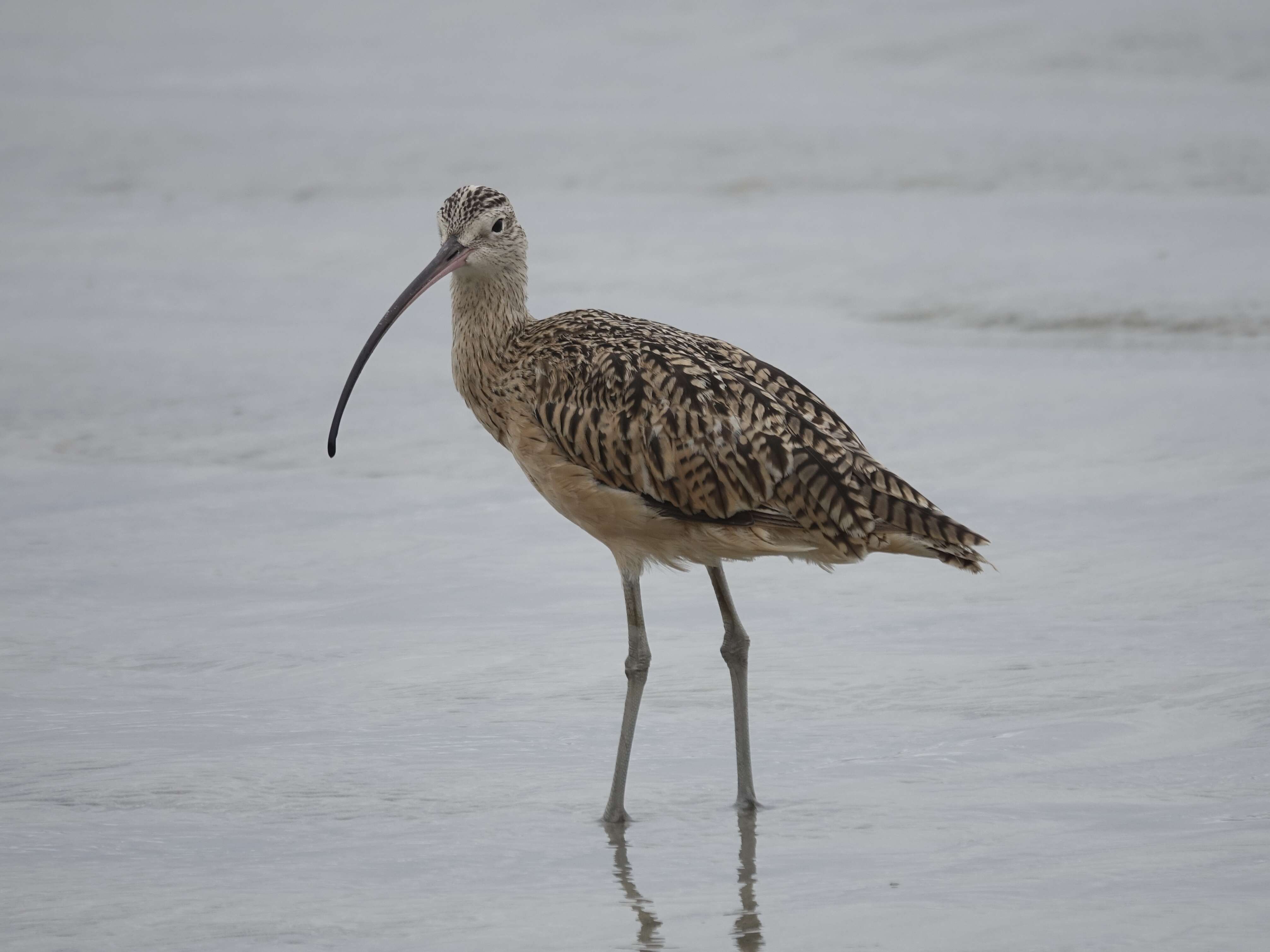 Image of Long-billed Curlew