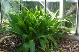 Image of Large blue squill