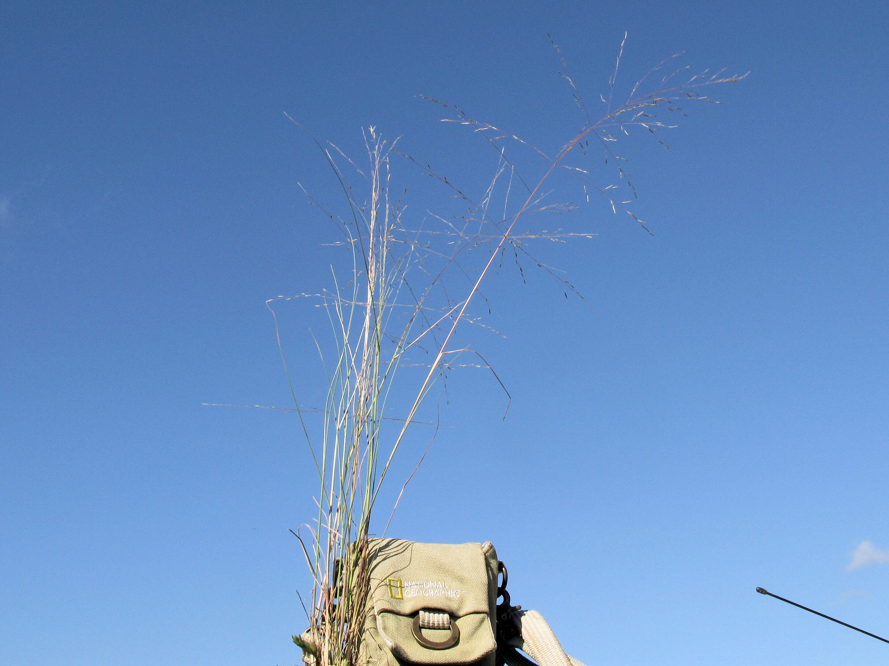 Image of smallflower lovegrass