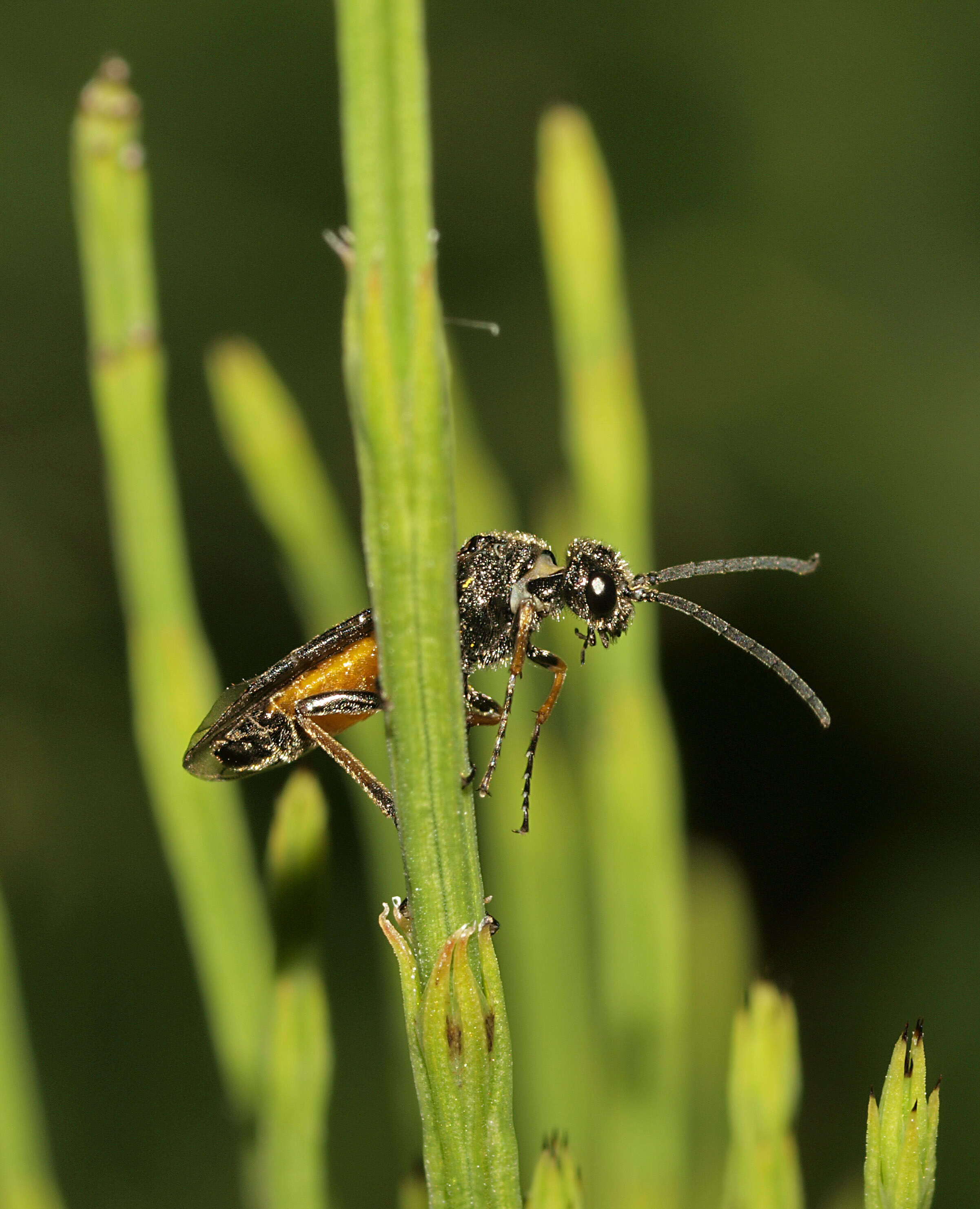 صورة <i>Dolerus aericeps</i>