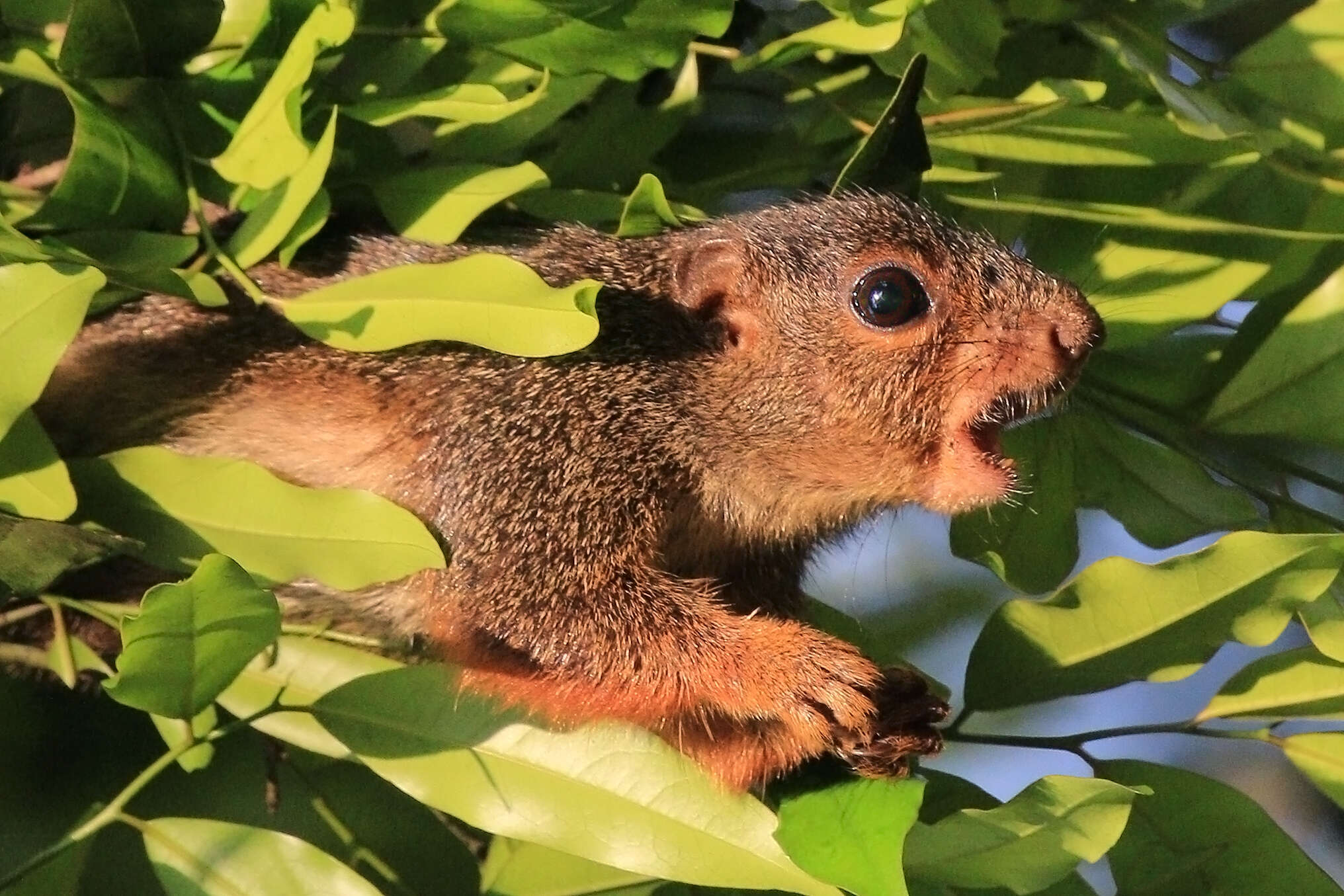 Image of Red-legged Sun Squirrel