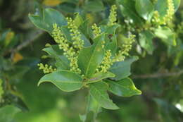 Imagem de Prunus buxifolia Koehne