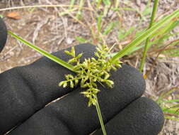 Image de Cyperus hillebrandii Boeckeler