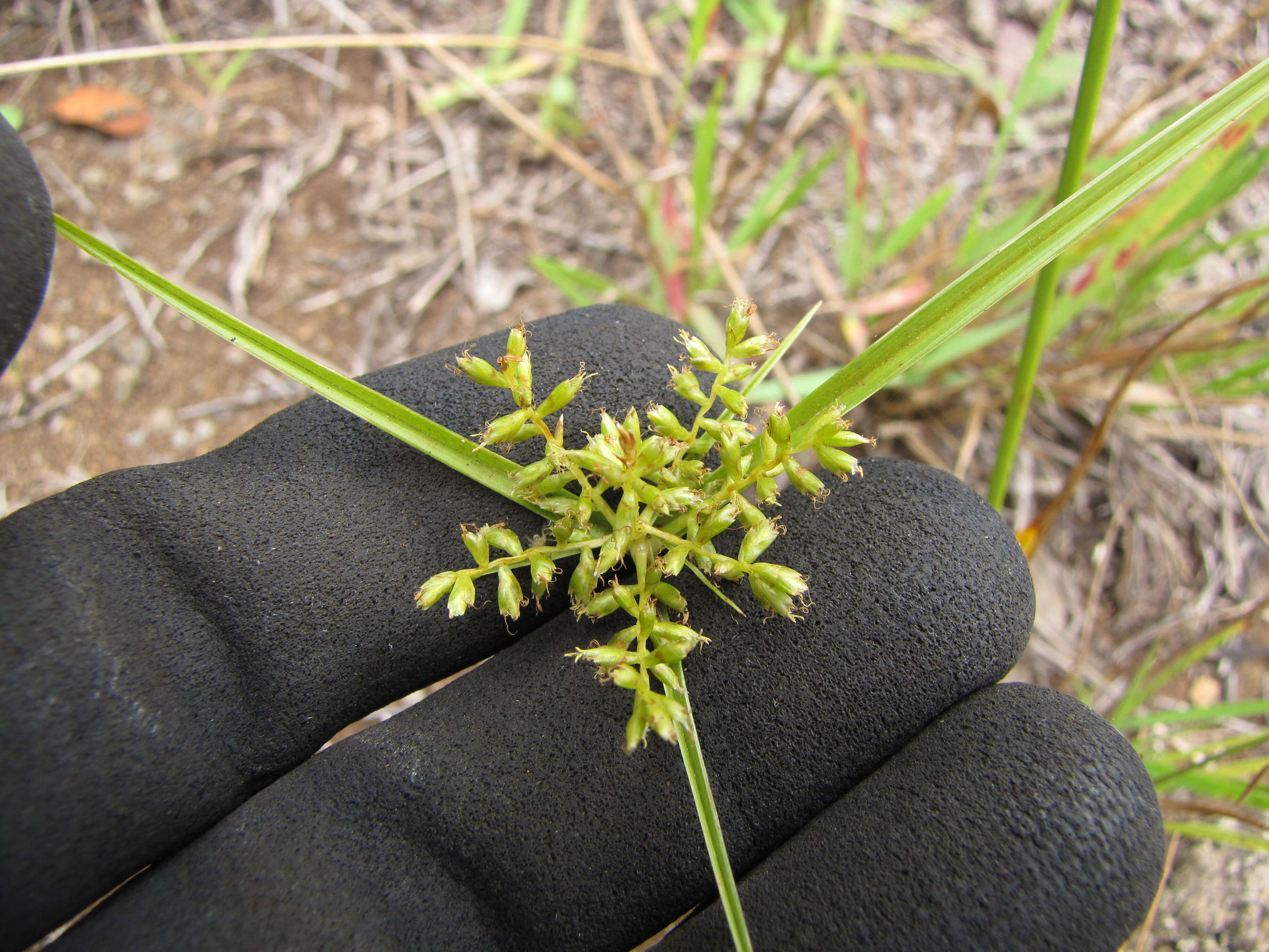 Image de Cyperus hillebrandii Boeckeler