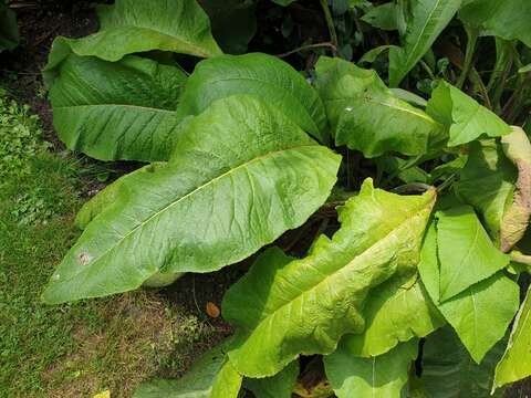 Image of Elecampane