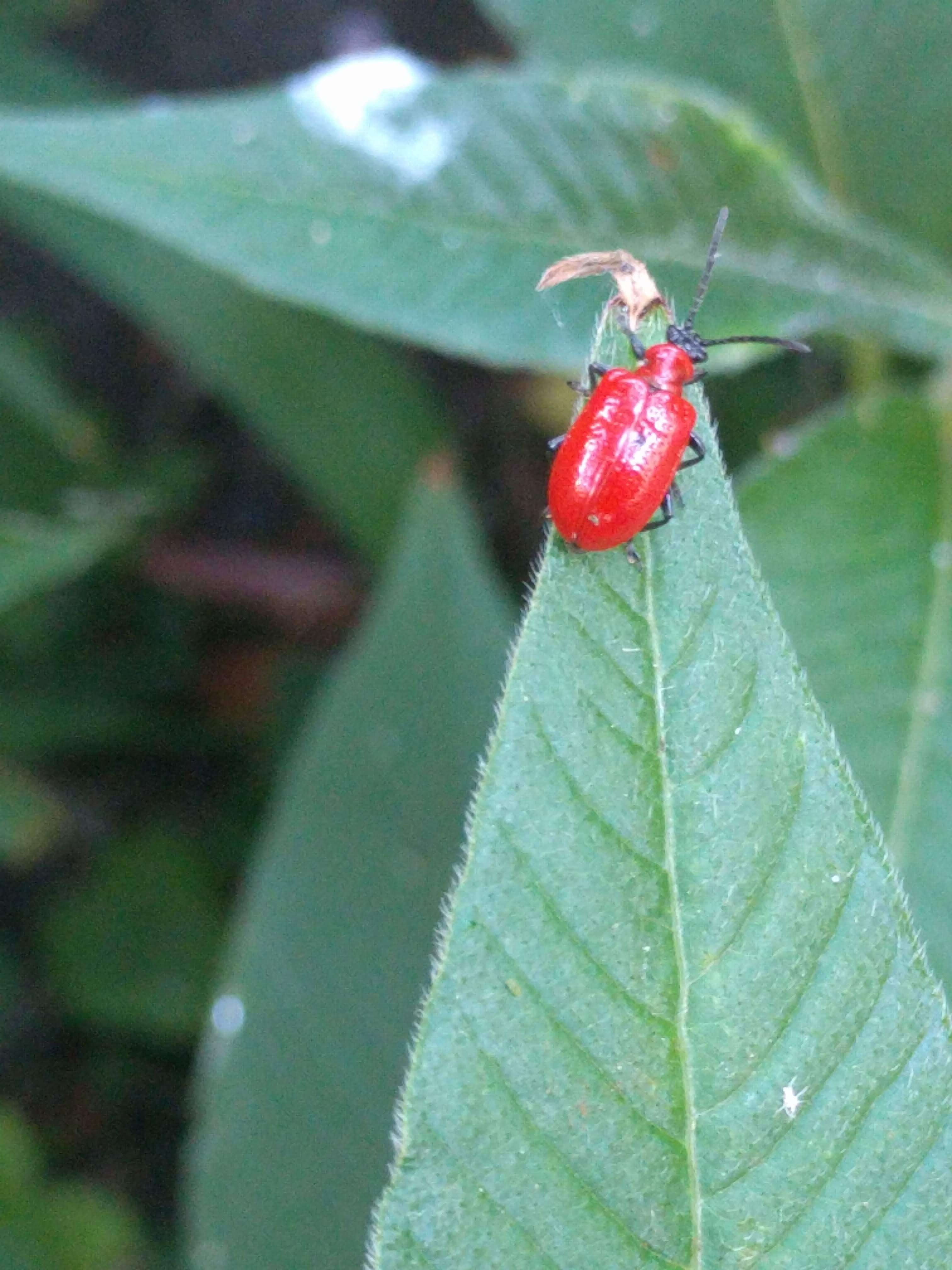 Image of Scarlet lily beetle