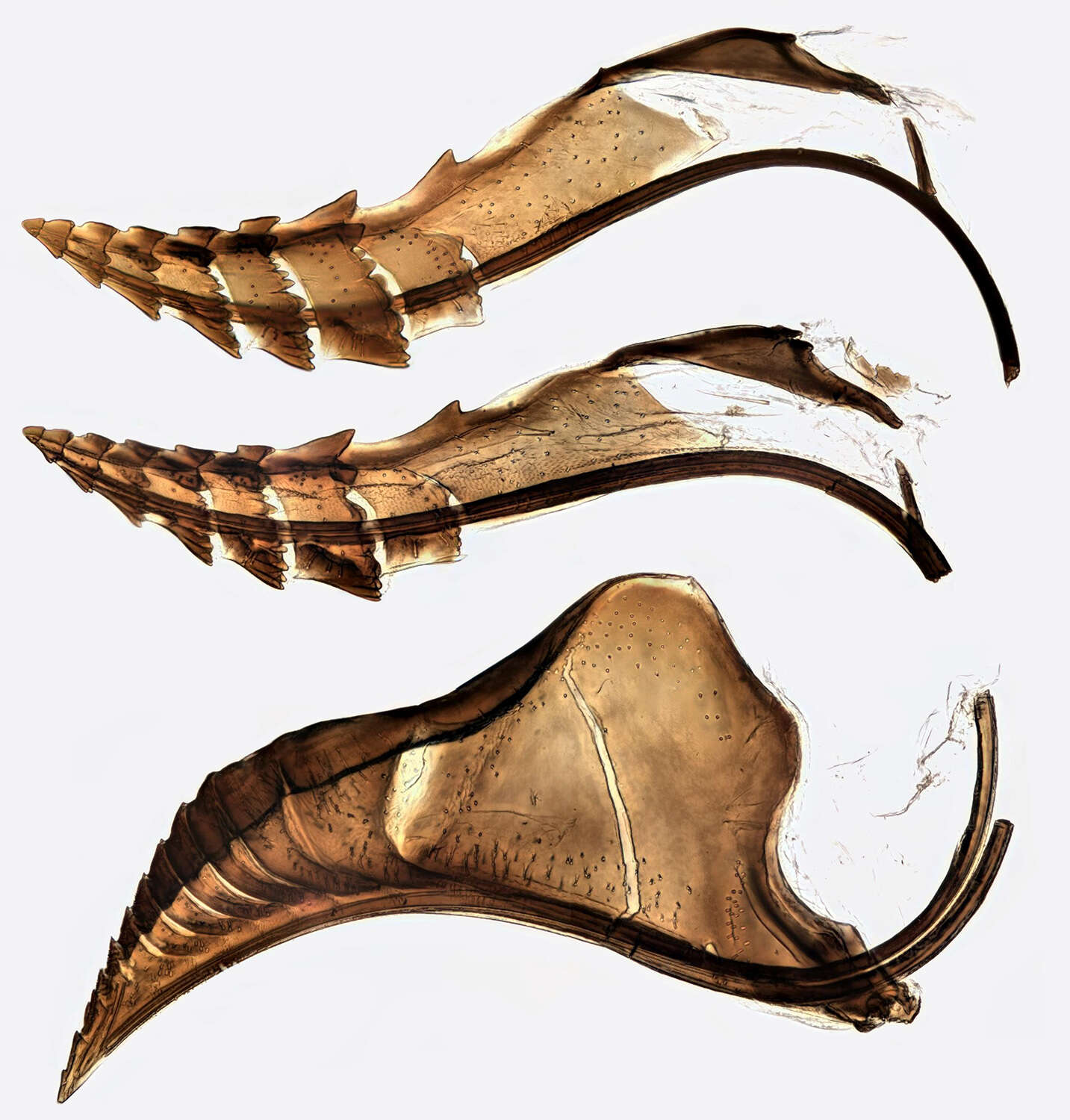 Image of <i>Cladius pectinicornis</i>
