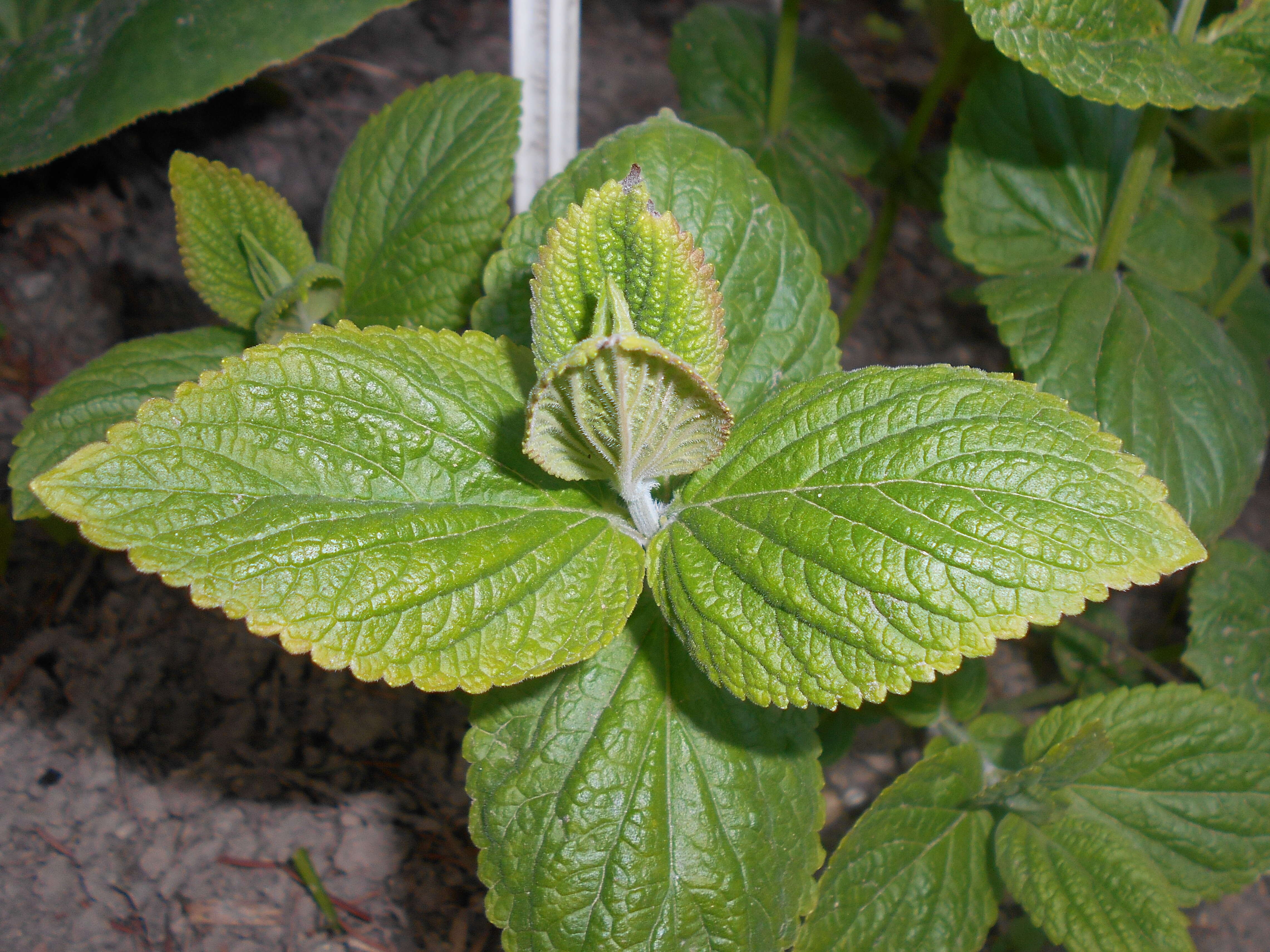 Nepeta subsessilis Maxim. resmi