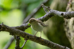 Image of Willow Warbler