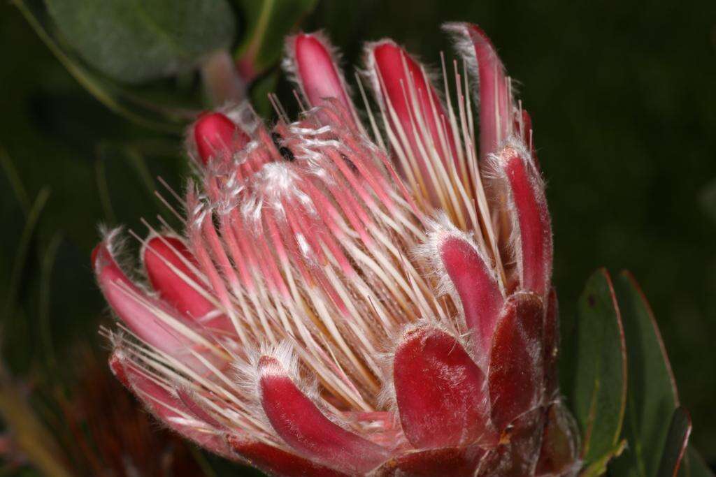 Image of Protea venusta Compton