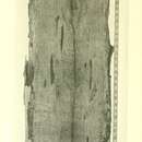 Image of Aeolesthes sarta (Solsky 1871)